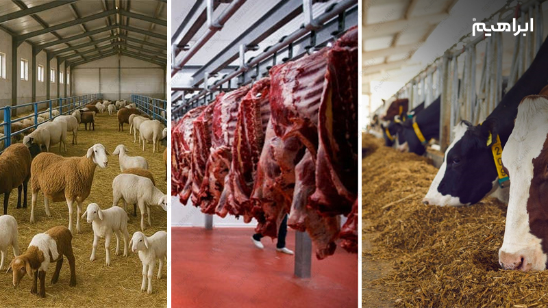 نظافت دامداری 